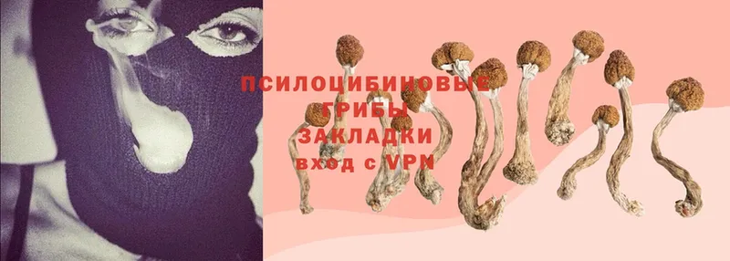 купить   Зеленодольск  Галлюциногенные грибы Psilocybine cubensis 